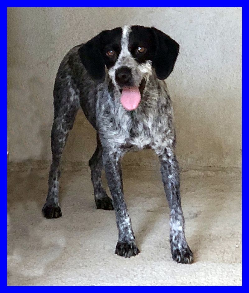 BARBARELLA stupenda simil bracchetta 2 anni in canile da sempre