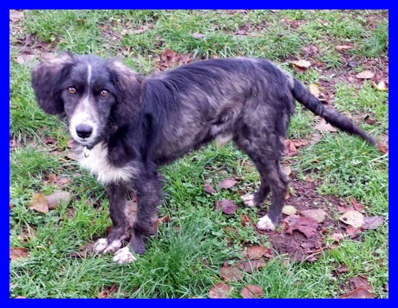 CESPUGLIO cucciolone 1 anno tenerissimo cerca mamma