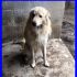 LEONIDA simil golden retriver molto dolce e affettuoso