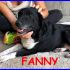 FANNY tenerissima simil labrador buona e tranquilla vuole uscire dalla gabbia