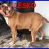 LESKO  fantastico simil amstaff buonissimo chiede solo affetto