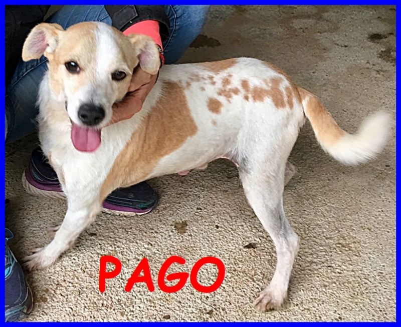 PAGO dolcissimo e affettuosissimo merita una casa dopo 6 anni di canile