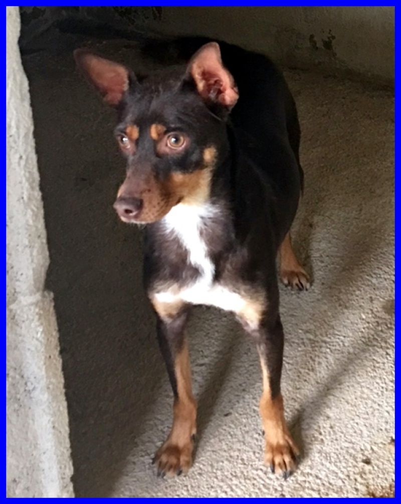 TAMMY simil pinscherino 2 anni tanto coccolone