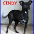 CINDY tenera simil pinscherina 2 anni da sempre in canile