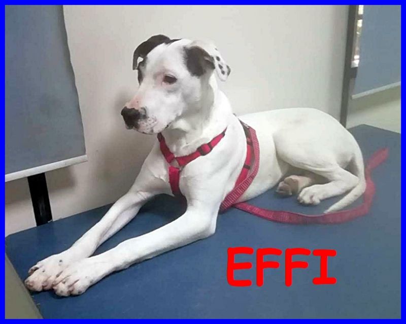 EFFI cucciolone 10 mesi simil amstaff tenero e coccolone