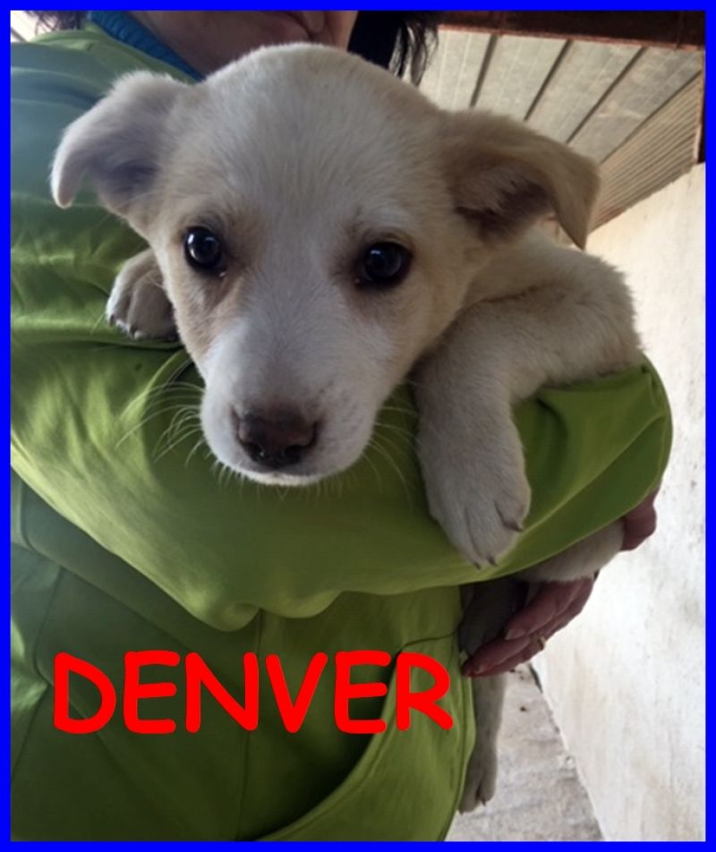 DENVER adorabile cucciolo 4 mesi aspetta una mamma per sempr