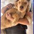 CHERRY cucciolotta simil golden retriver 6 mesi abbandonata davanti al canile