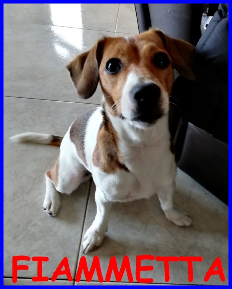 FIAMMETTA cucciola 7 mesi jack russel comprata e ora non la vogliono più
