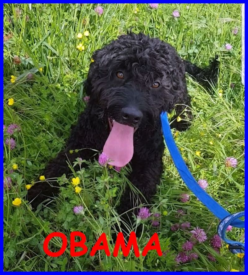 OBAMA cucciolone 10 mesi rinuncia di proprietà