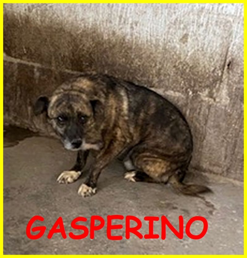 GASPERINO 7 anni adozione d'amore vissuto sempre in canile
