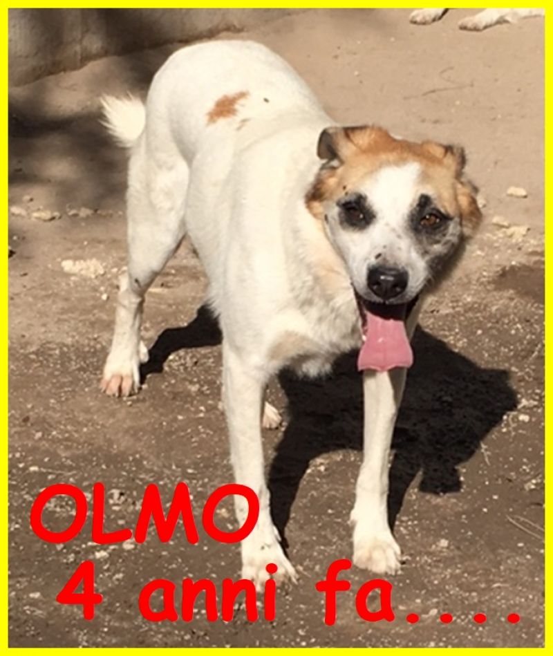 OLMO adozione urgente il canile l'ha trasformato in questo