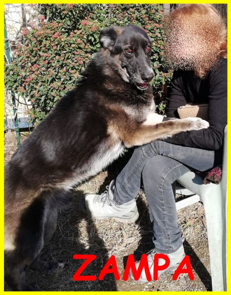 ZAMPA adozione d'amore lupacchiotto affettuosissimo con tanto amore da dare