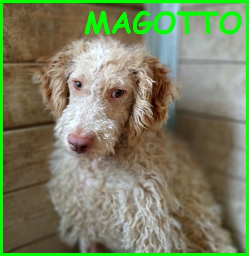 MAGOTTO cucciolo lagottino 7 mesi vivace e simpaticissimo