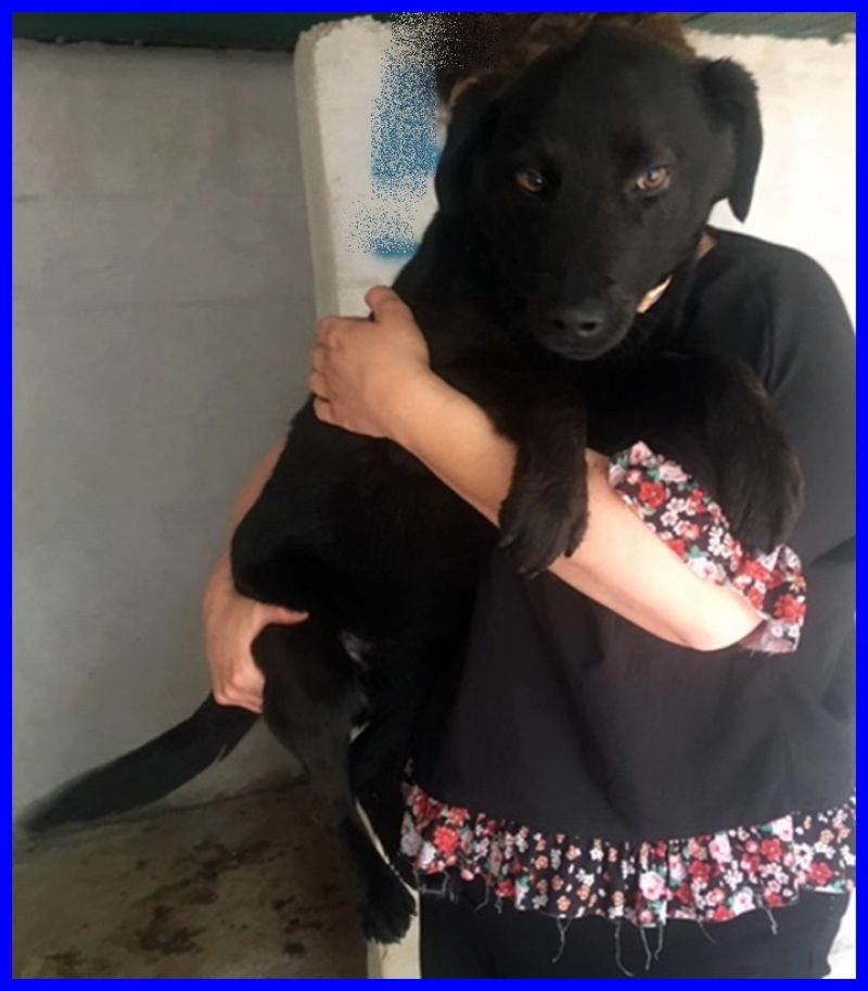 LIQUIRIZIA cucciola 6 mesi simil labrador abbandonata