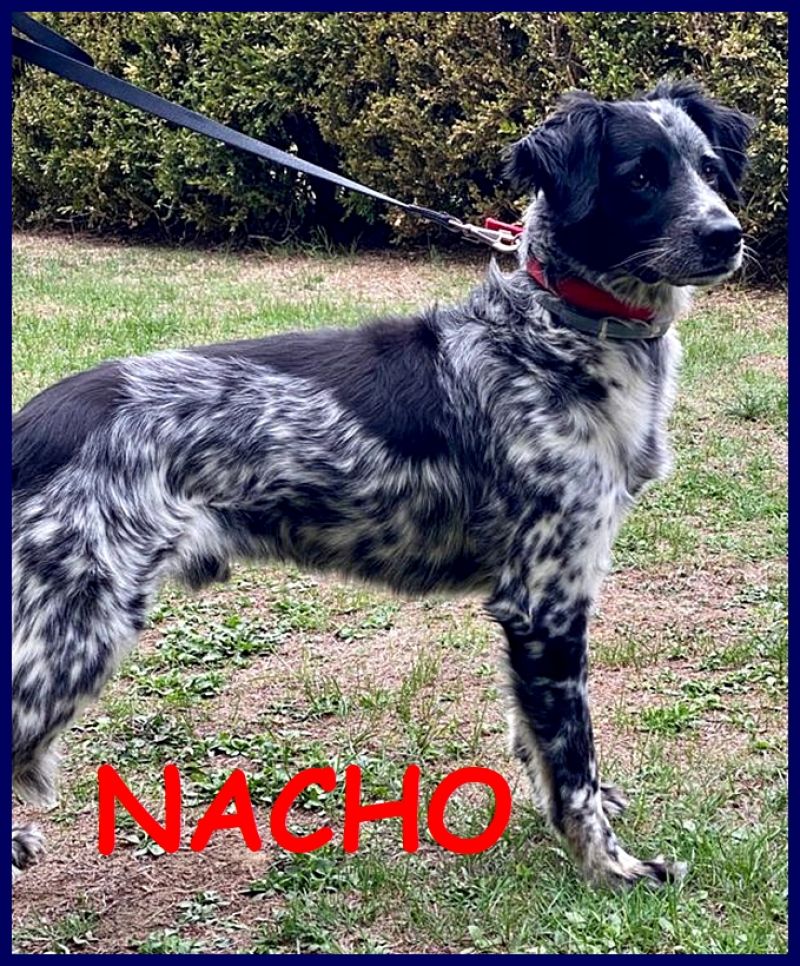 NACHO simil setterino 5 anni 20 kg di gioia di vivere e coccole