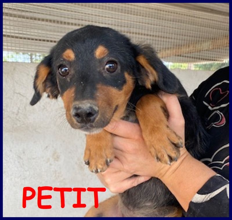 PETIT tenera cucciolina 4 mesi simil pinscherina