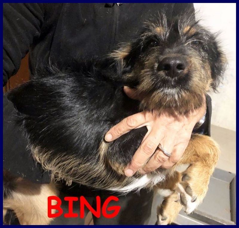 BING cucciolone simil terrierino spinoncino 8 mesi dolcissimo