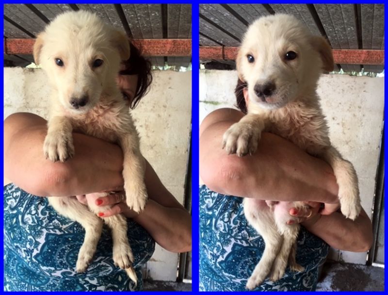 FOLK cucciolino 3 mesi chiede amore e coccole