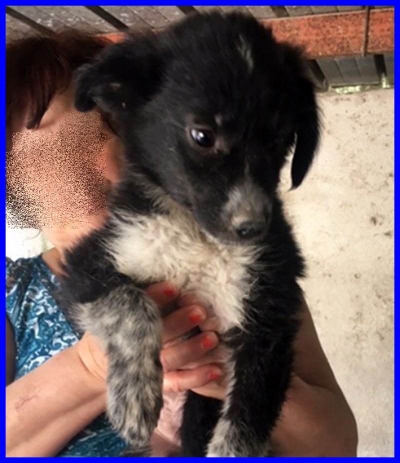 PALOMA cucciolina 3 mesi merita una mamma umana