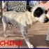 CHINA piccoletta 4 anni 10 kg recuperata in una discarica è perfetta