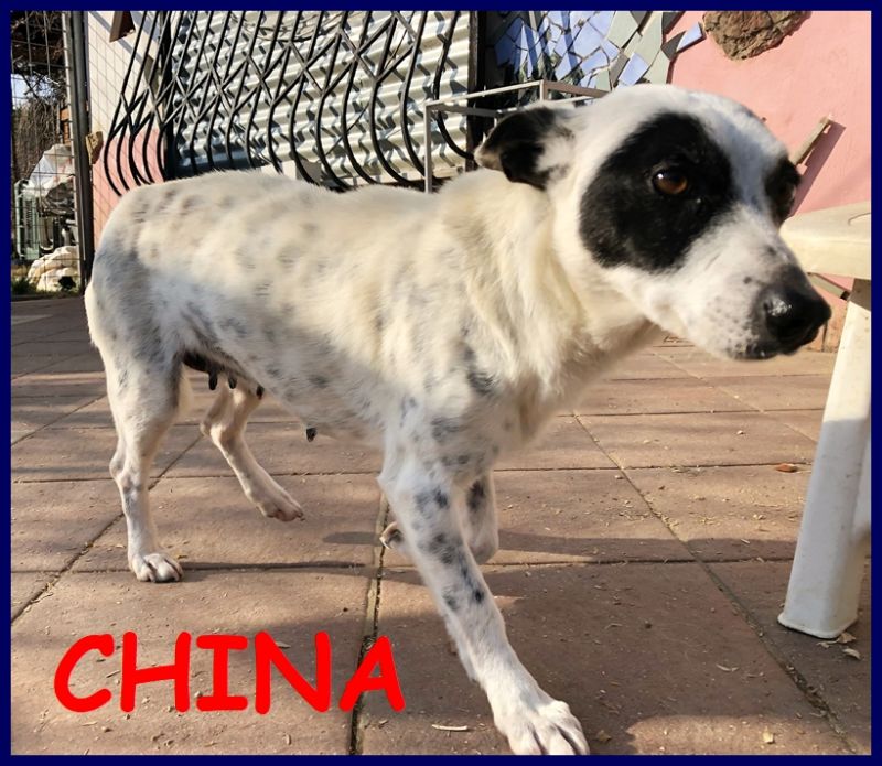 CHINA piccoletta 4 anni 10 kg recuperata in una discarica è perfetta