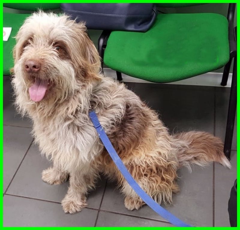 GEPPO simil lagotto spinone 2 anni perfetto per chiunque