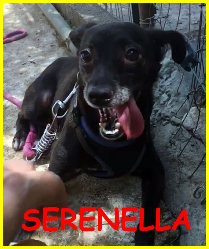 SERENELLA simil pinscherina 3 anni picchiata e finita in canile