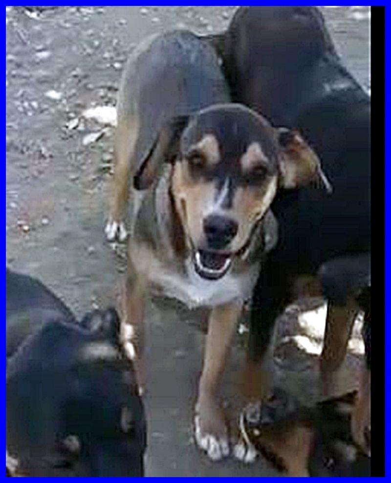 GIPSY cucicolona 9 mesi recuperata in un campo rom aspetta una mamma per sempre