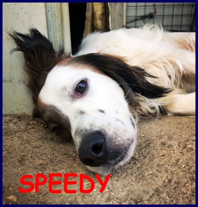 SPEEDY tenero simil setterino 2 anni molto bisognoso di contatto umano