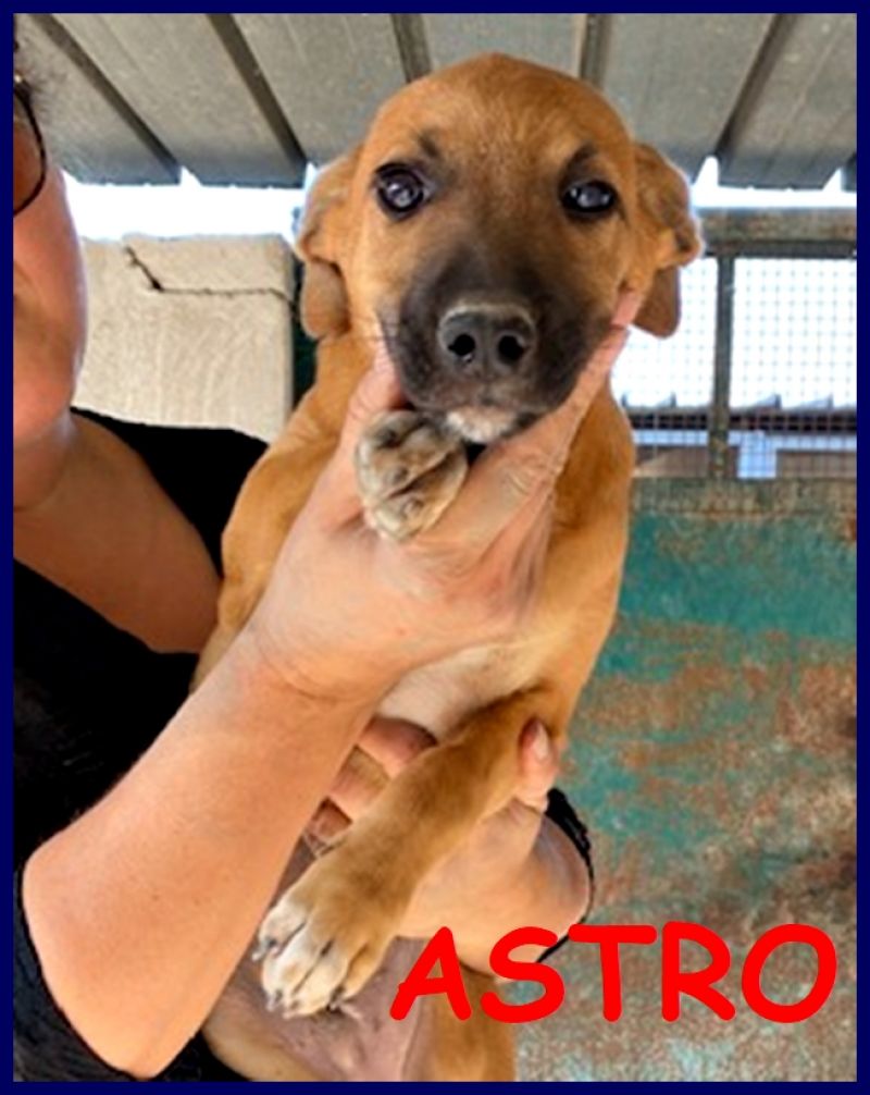 ASTRO cucciolo 4 mesi cerca una mamma umana