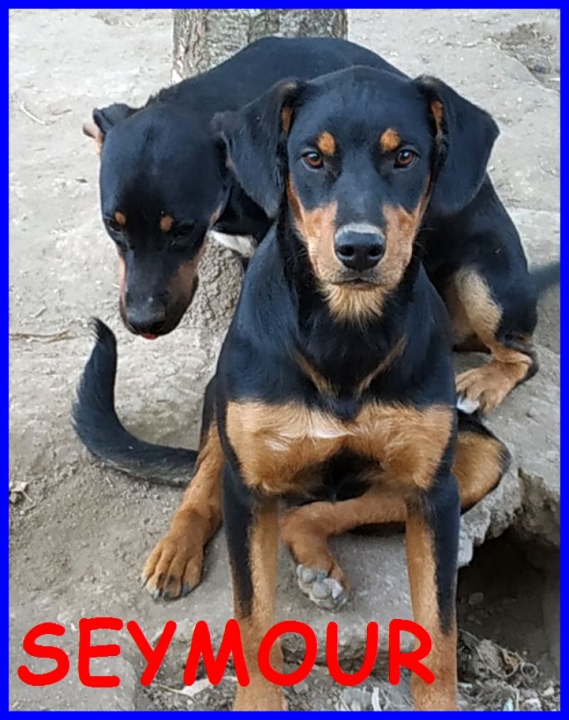 SEYMOUR cucciolo 9 mesi viveva maltrattato in un campo rom