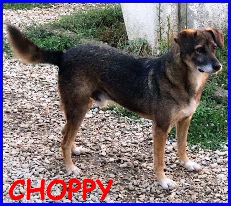 CHOPPY lupacchiotto 6 anni tutta la vita in canile