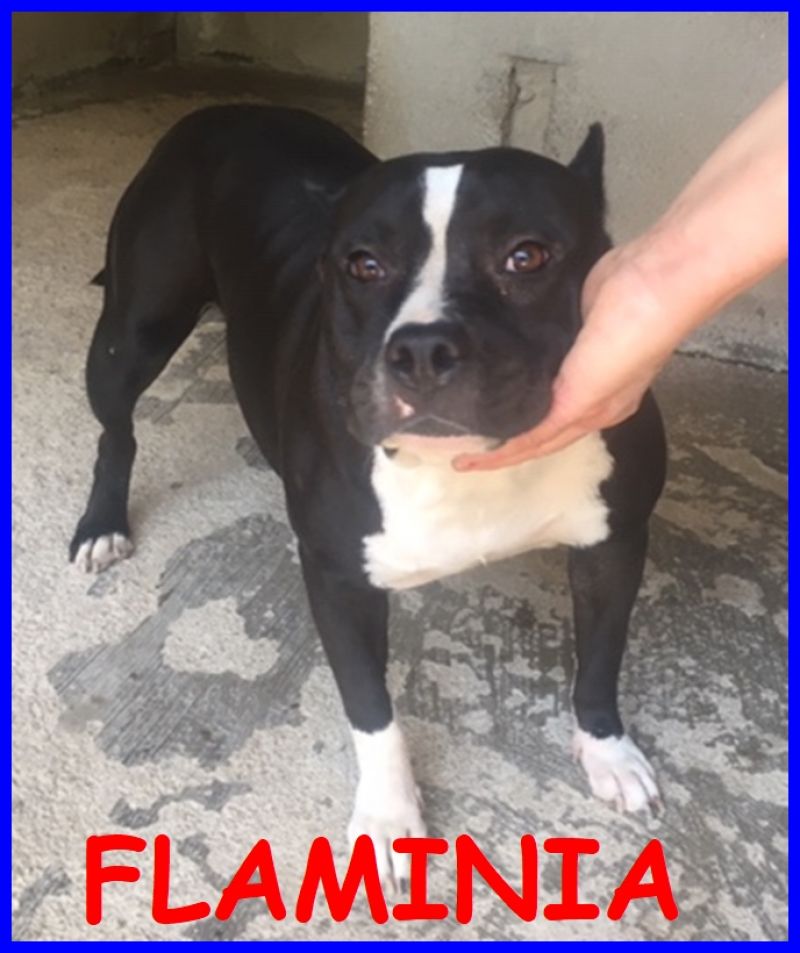 FLAMINIA pitbullina 3 anni cerchiamo persone esperte di questa razza