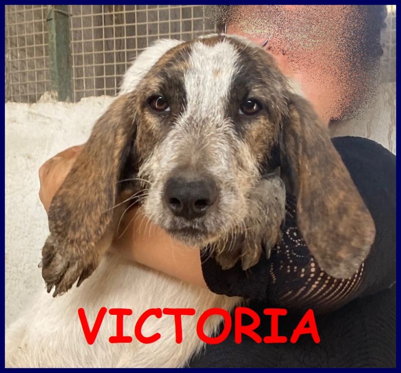 VICTORIA cucciolotta 5 mesi simil segugia a pelo forte