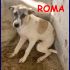 ROMA cucciola 5 mesi abbandonata in canile