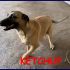 KETCHUP cucciolone 8 mesi ancora in canile