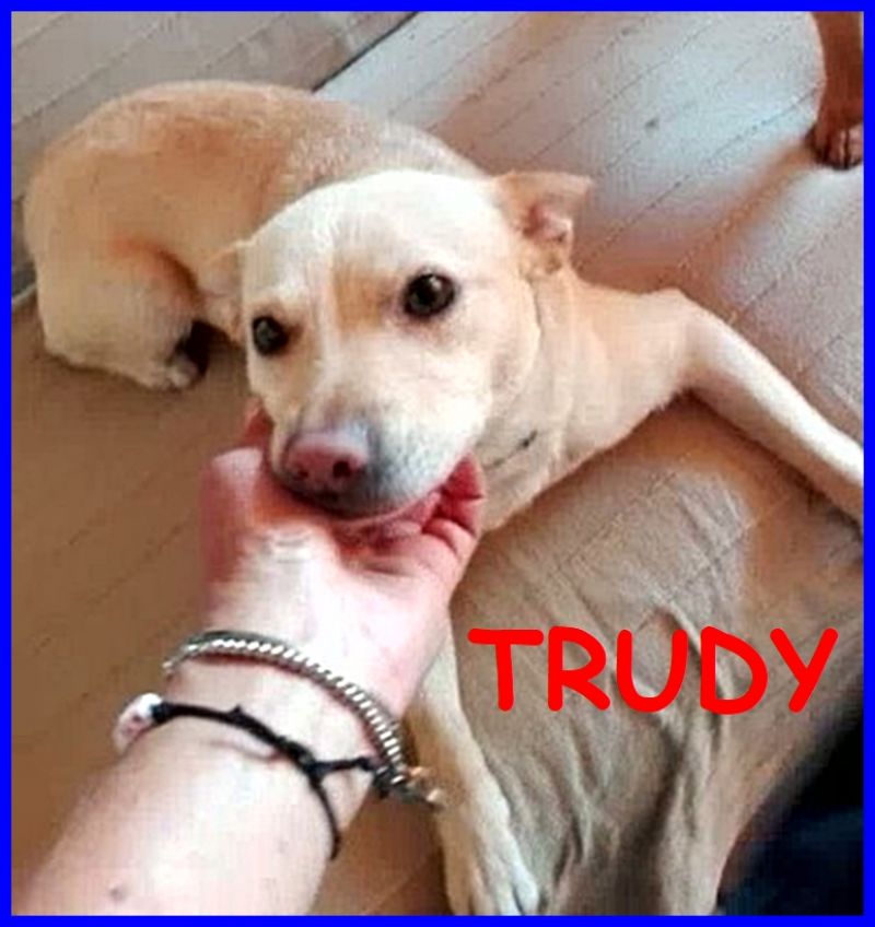 TRUDY deliziosa simil pinscher non ha ancora una famiglia