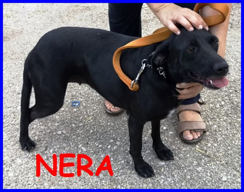 NERA simil labradorina 2 anni bella e buona