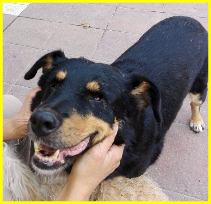 MASSIMO simil rottweiler 8 anni cieco buonissimo adozione d'amore
