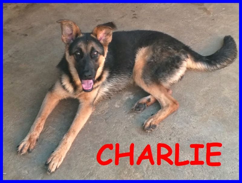 CHARLIE cucciolone lupacchiotto 10 mesi ceduto dal padrone che non lo vuole più