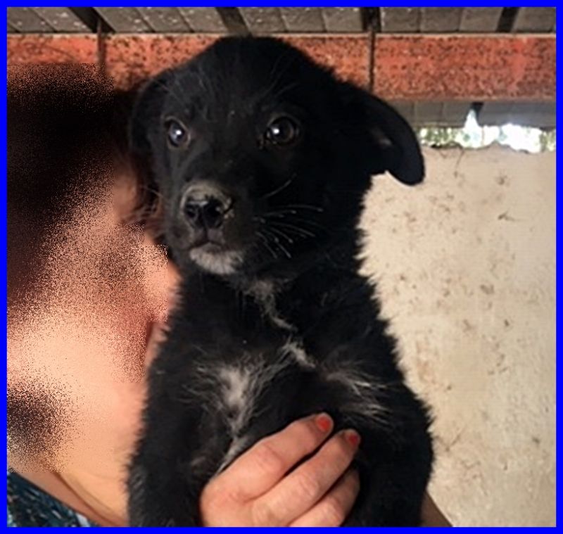 LUKAS cucciolo 6 mesi tg medio piccola non ha ancora una mamma