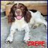 CREPE meravigliosa simil spring spaniel