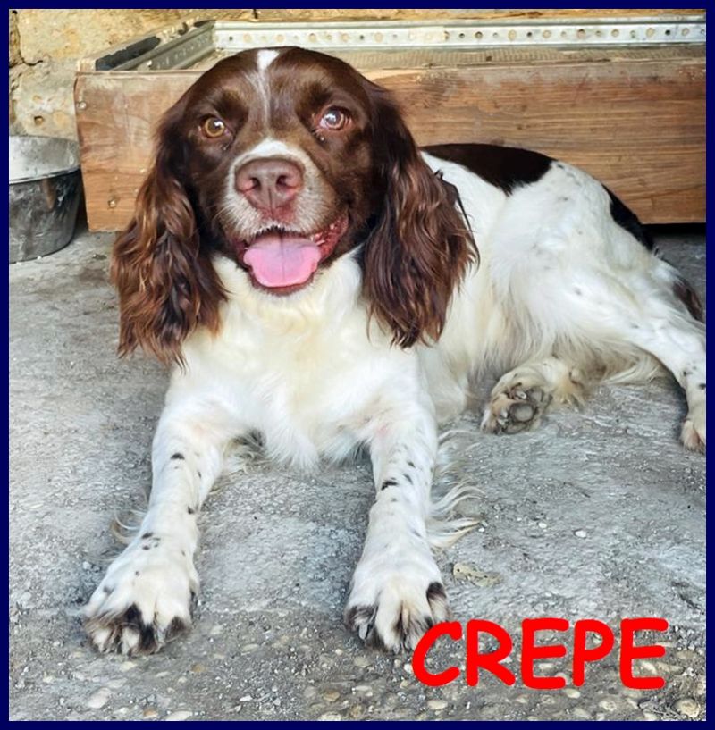 CREPE meravigliosa simil spring spaniel