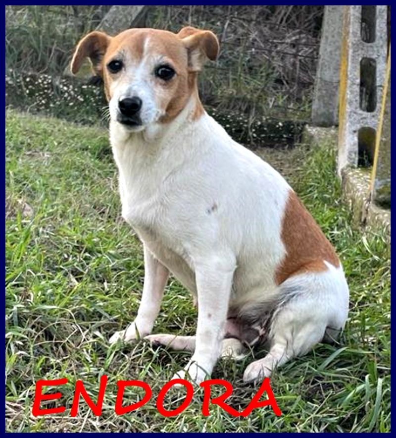 ENDORA tenera jack russel ha visogno di una casa