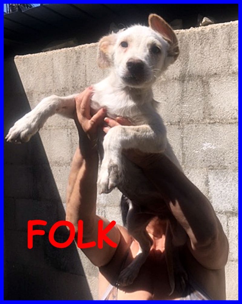 FOLK cucciolo 6 mesi tg medio piccola sta crescendo in canile