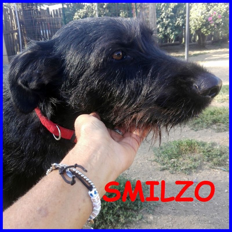 SMILZO simil schanuzer 2 anni e mezzo non ha ancora una famiglia