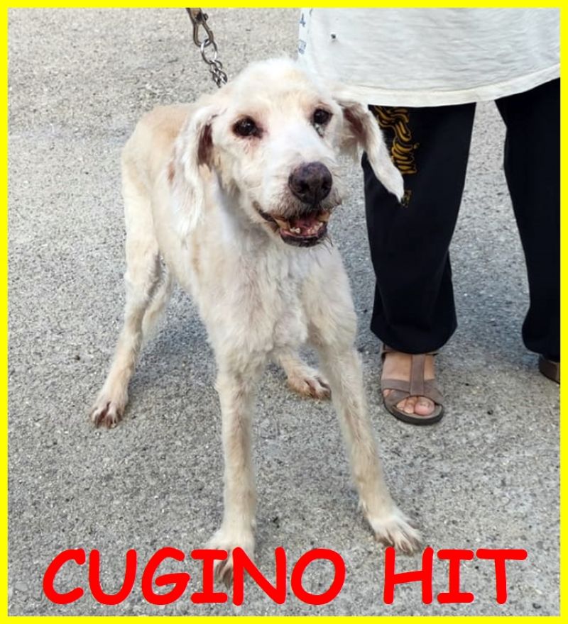 CUGINO HIT adozione d'amore nonnino 12 anni strappato al canile