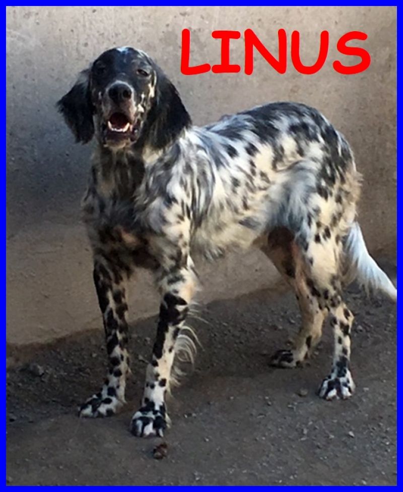 LINUS meraviglioso setter 5 anni chiede solo qualche corsa e