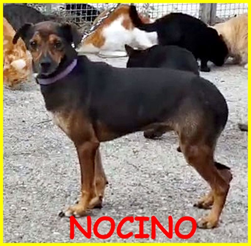 NOCINO salvato da morte certa ora gli serve una famiglia