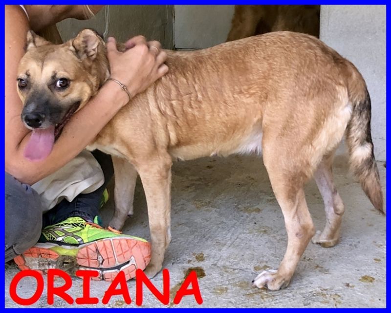 ORIANA tenera cagnolina si dispera e piange nel so box solitario